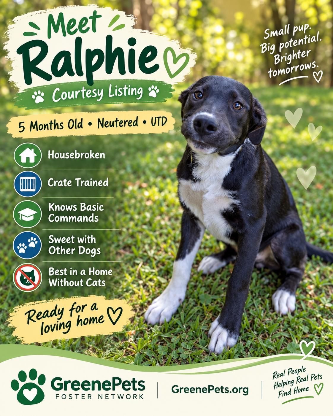 Ralphie, Adoptable, Puppy Male Terrier.
