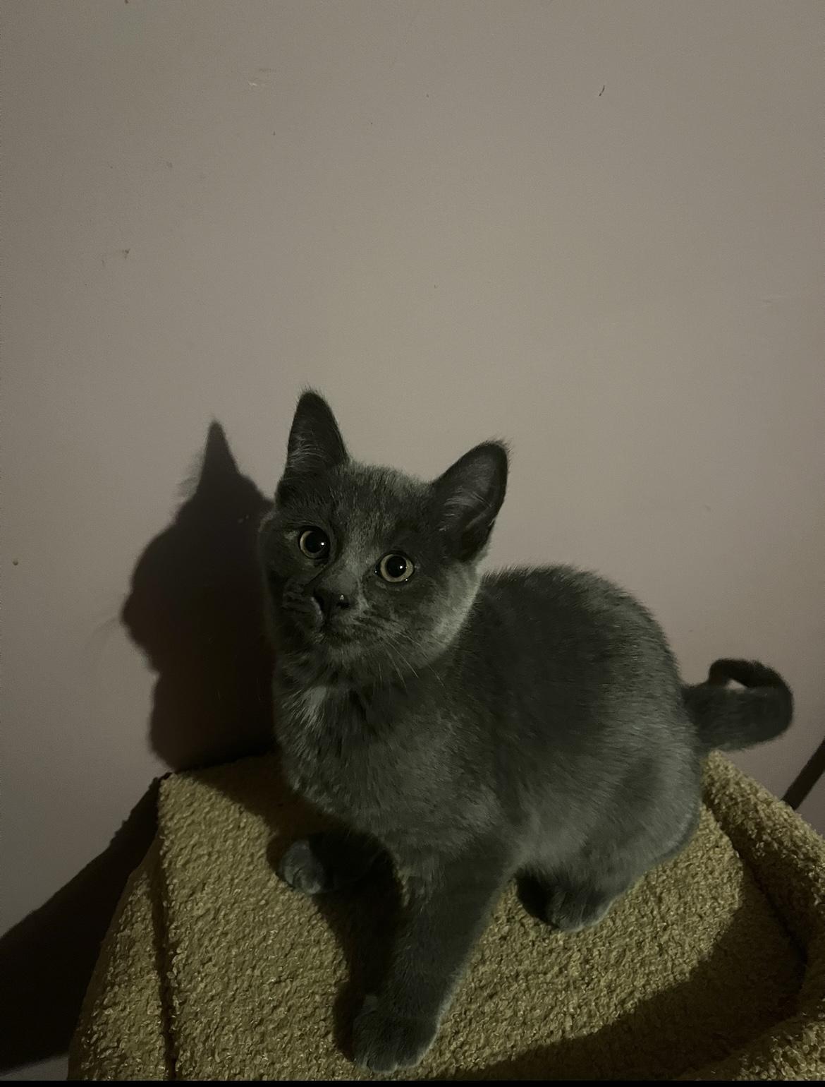 Heather, Adoptable, Young Female Domestic Short Hair.