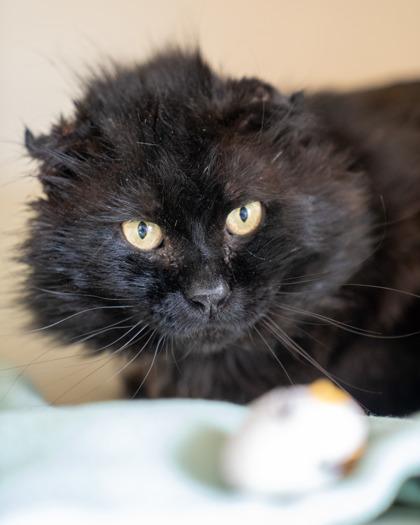 Flint, Adoptable, Adult Male Domestic Short Hair & Domestic Short Hair.