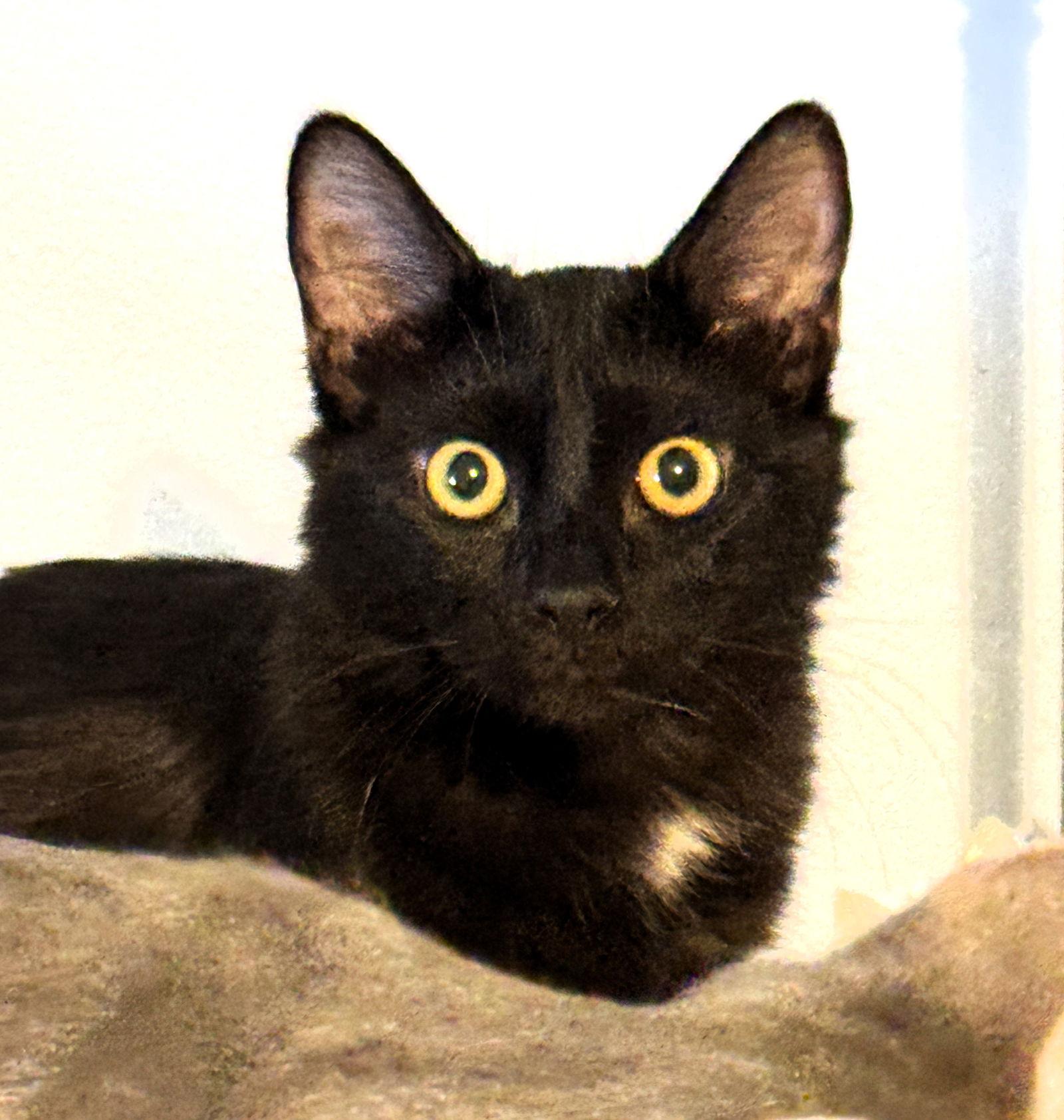 Dedra, Adoptable, Kitten Female Domestic Medium Hair & Domestic Long Hair.