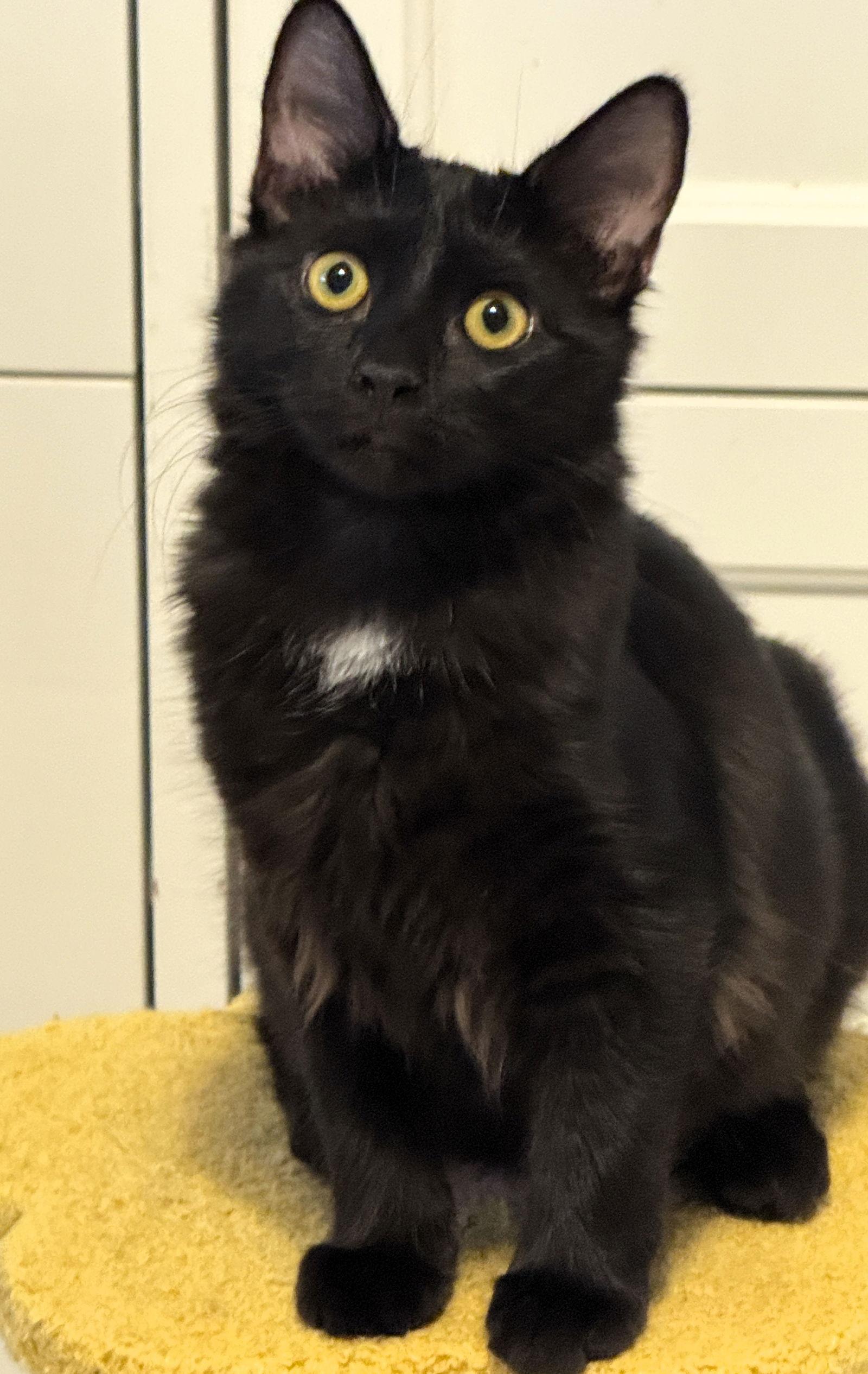 Enlarge Dedra, a Adoptable mixed breed in Lighthouse Point, FL image 2/3