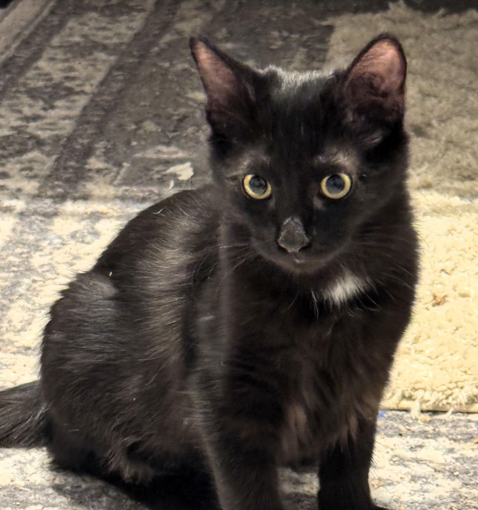 Enlarge Dedra, a Adoptable mixed breed in Lighthouse Point, FL image 3/3