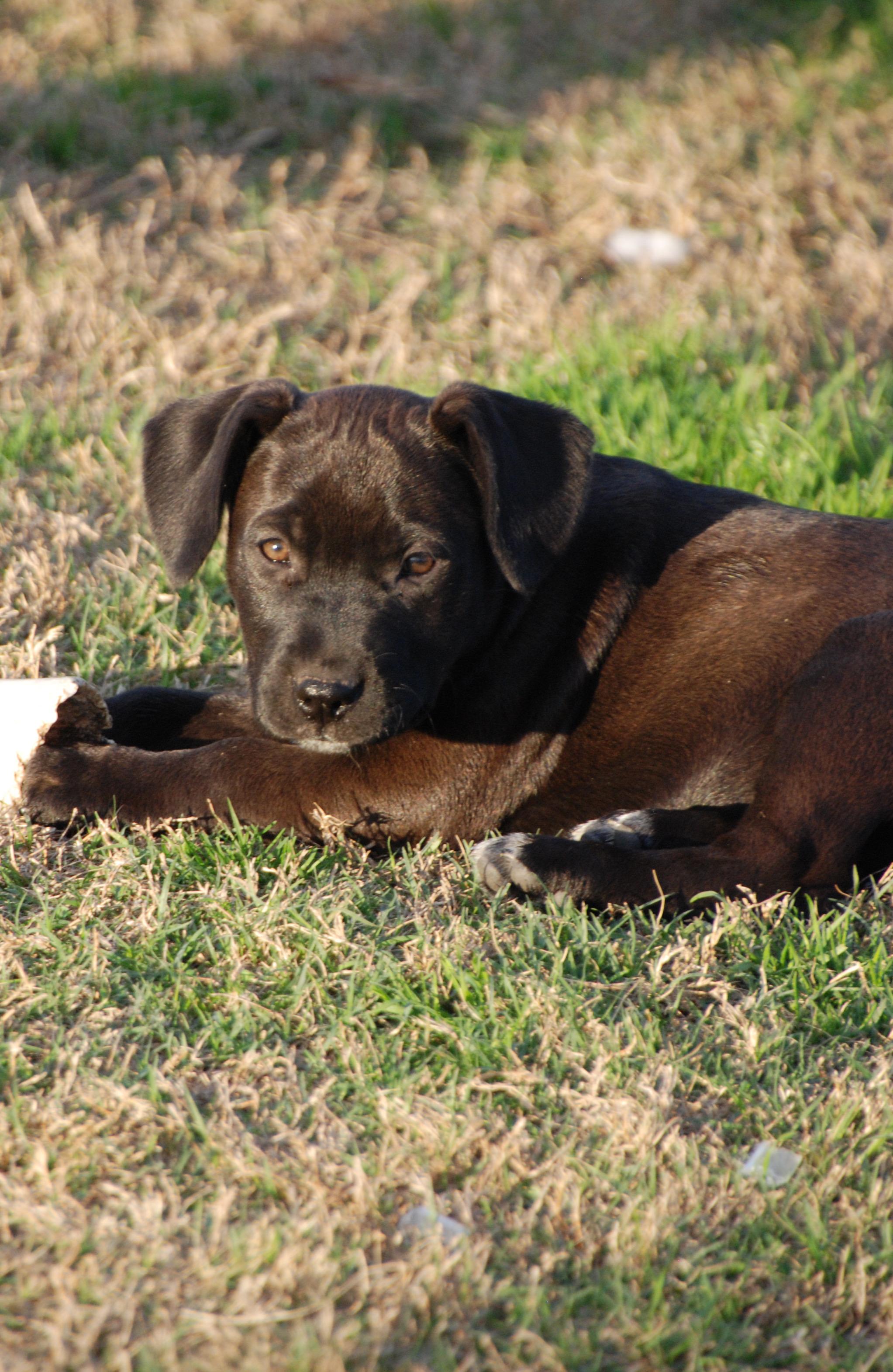 Enlarge Cyndi , an adopted mixed breed in Madisonville, TX image 3/4