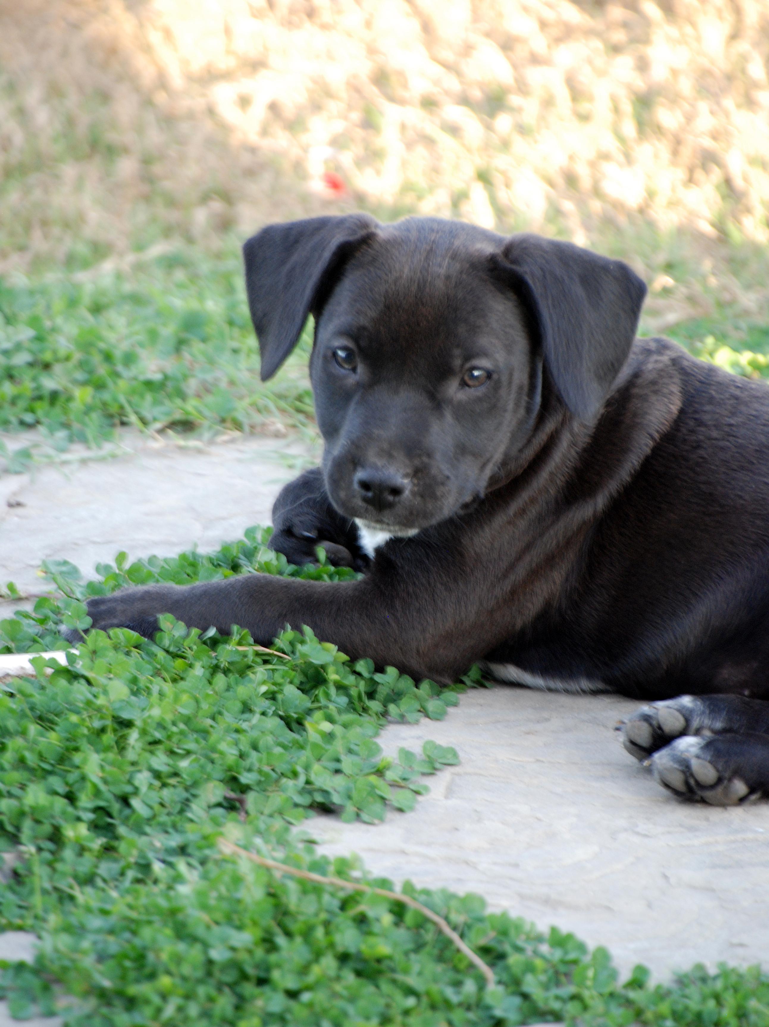 Enlarge Cyndi , an adopted mixed breed in Madisonville, TX image 4/4