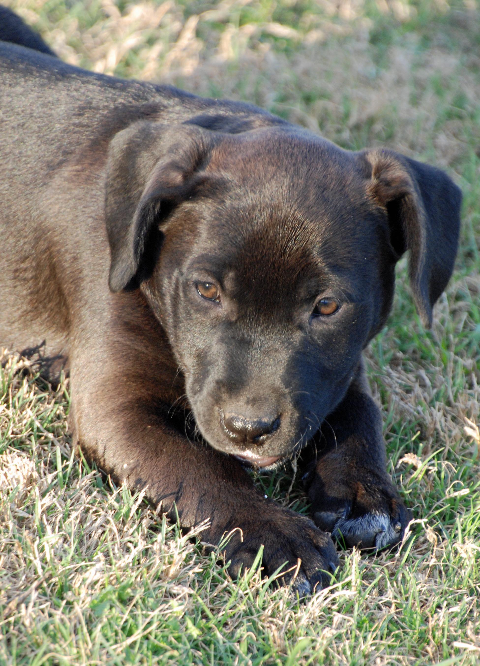 Enlarge Cyndi , an adopted mixed breed in Madisonville, TX image 2/4