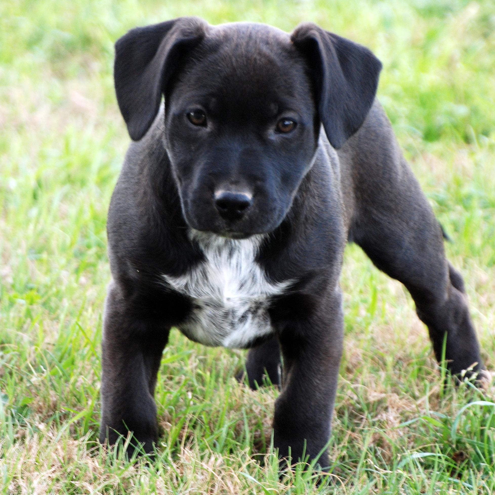 Cyndi , adopted, Puppy Female Labrador Retriever & Pit Bull Terrier.