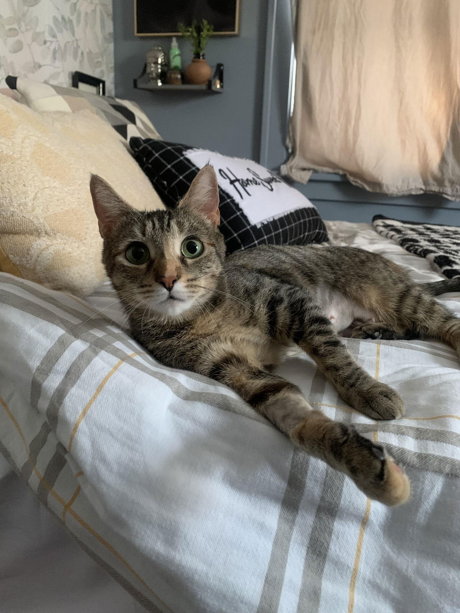 Enlarge Stella, a Adoptable Domestic Short Hair in Rochester, NY image 1/3