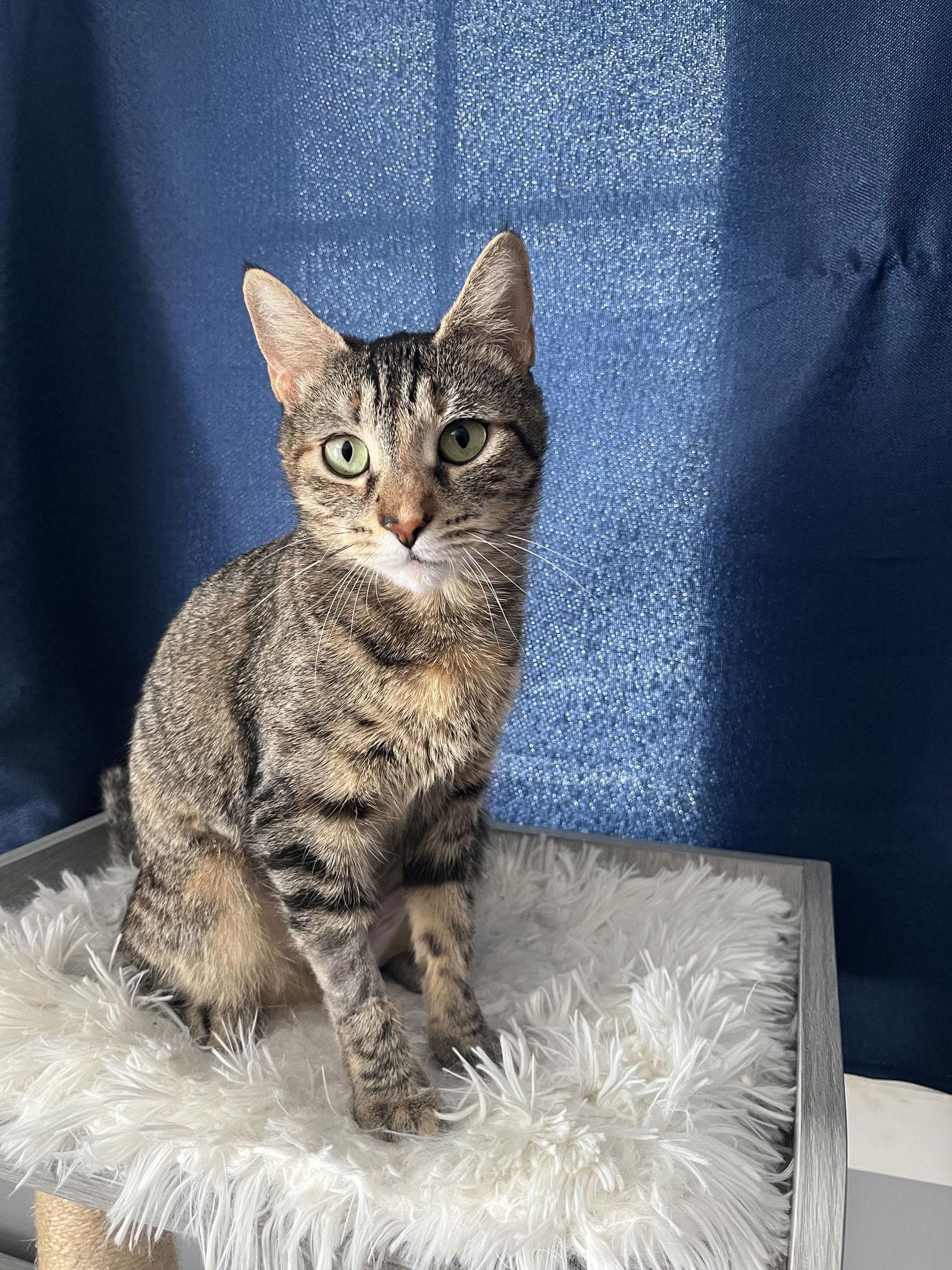 Enlarge Stella, a Adoptable Domestic Short Hair in Rochester, NY image 2/3