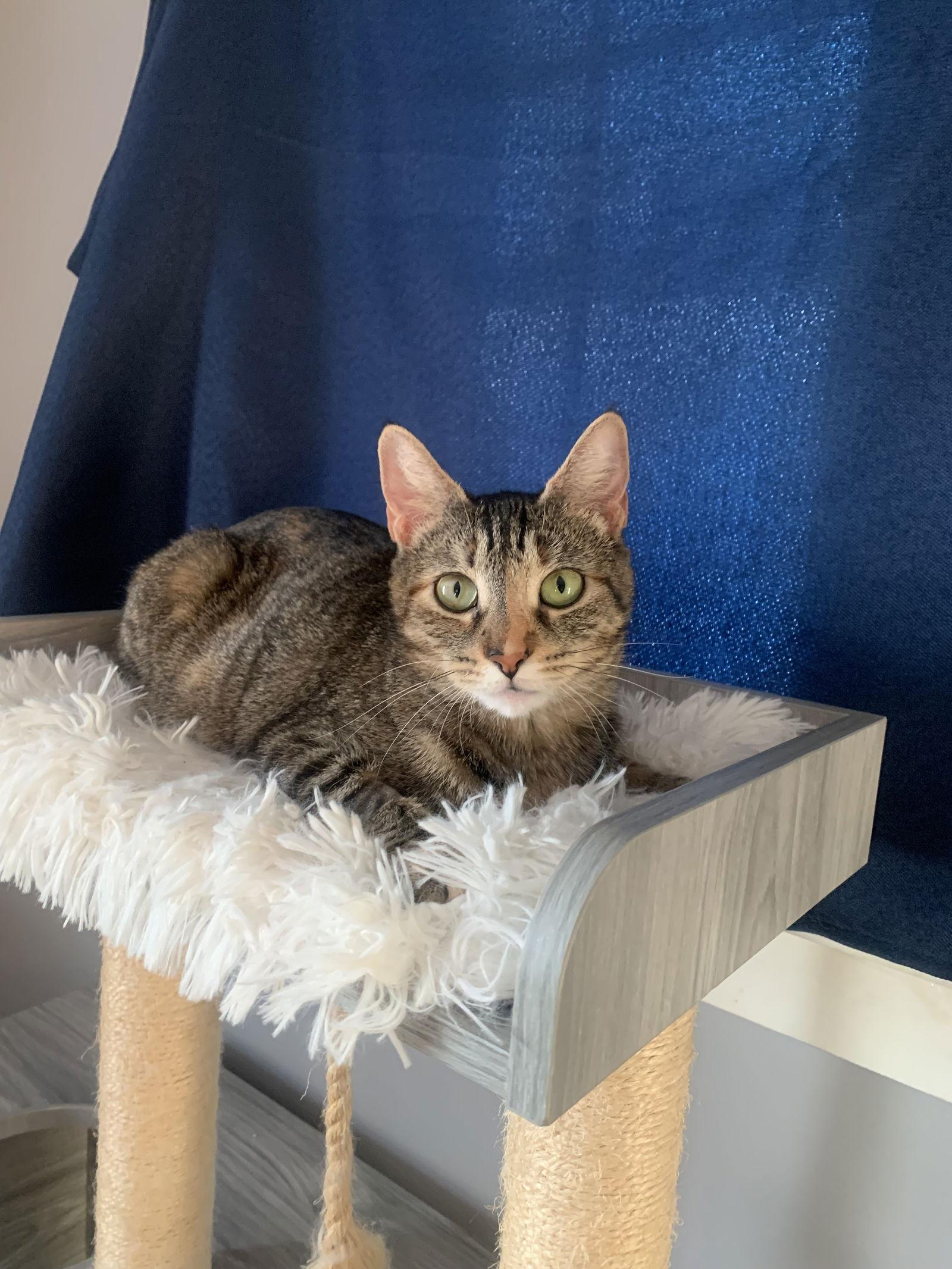 Enlarge Stella, a Adoptable Domestic Short Hair in Rochester, NY image 3/3