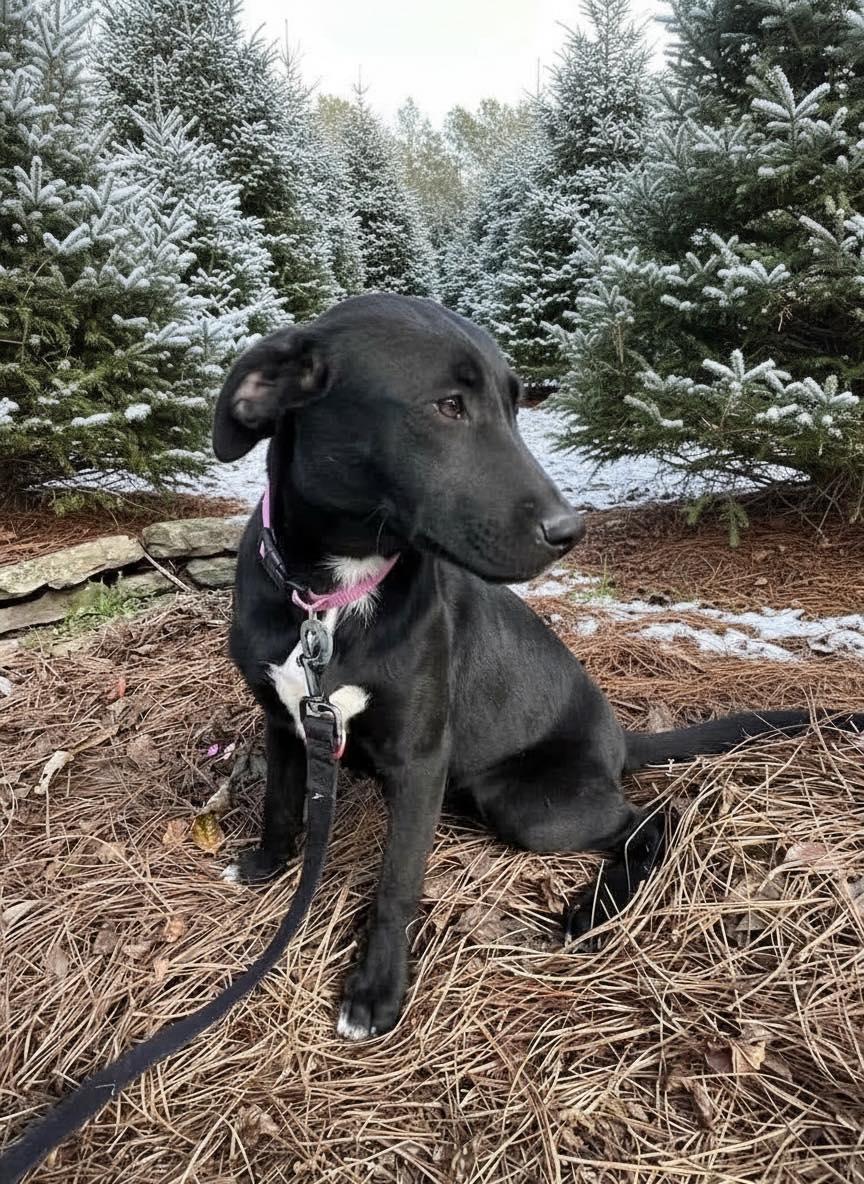 Wednesday, a Adoptable mixed breed image 1/5