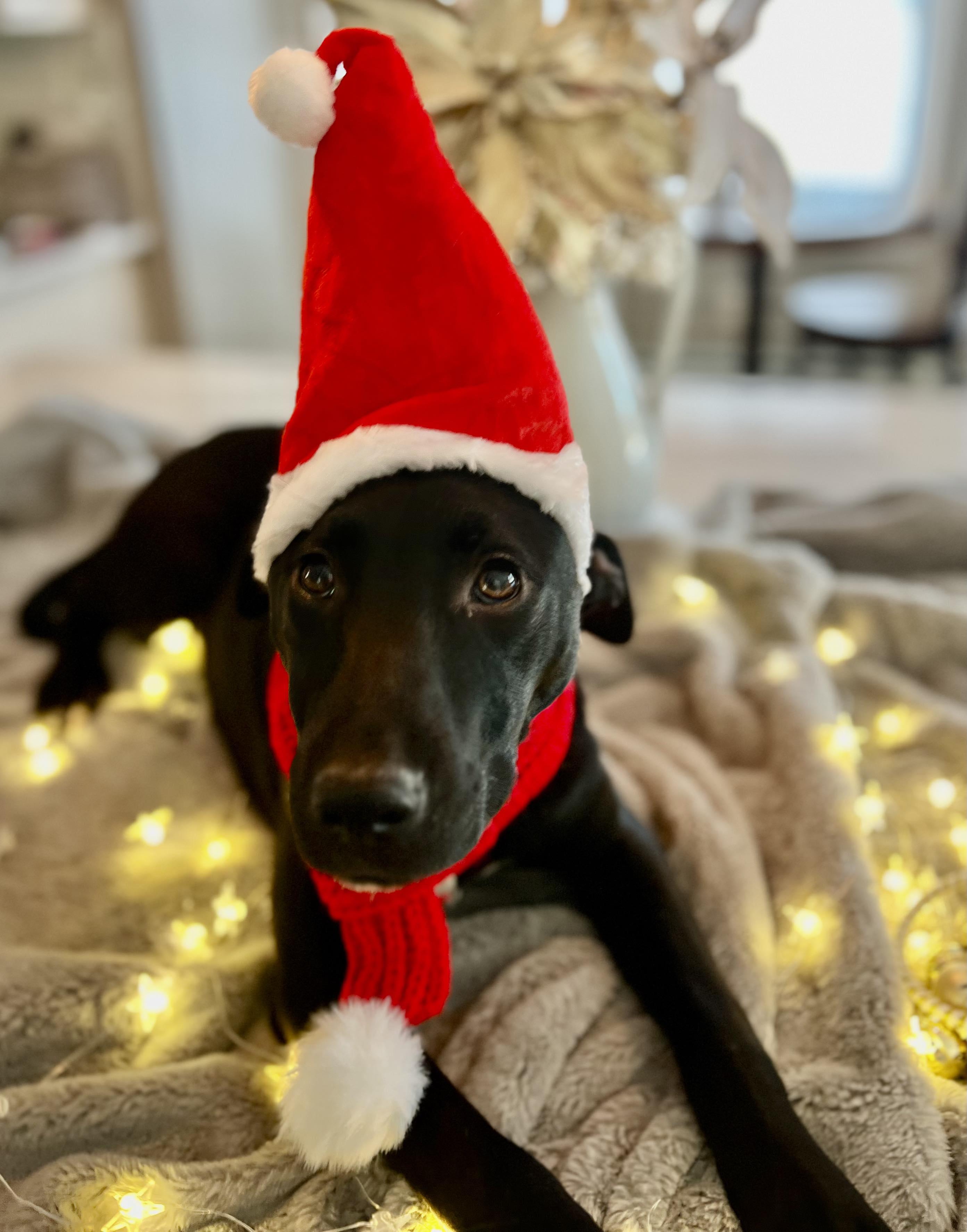 Wednesday, a Adoptable mixed breed image 5/5