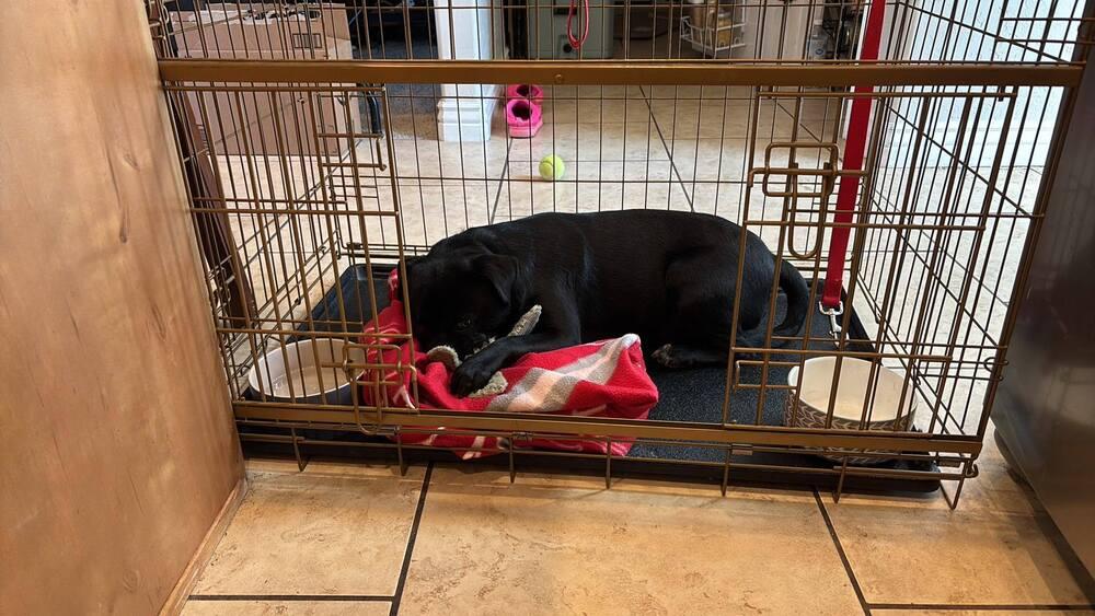 Enlarge Toby, a Adoptable mixed breed in Eagle, ID image 1/5