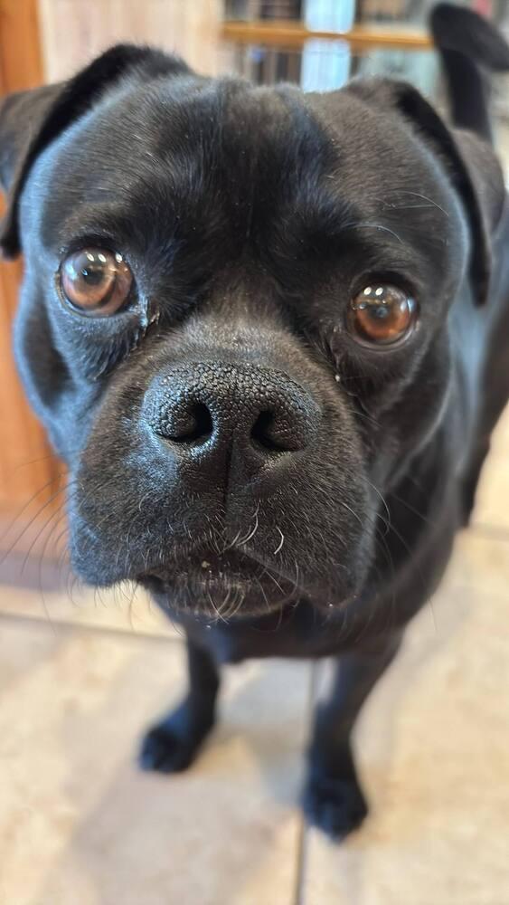 Enlarge Toby, a Adoptable mixed breed in Eagle, ID image 2/5