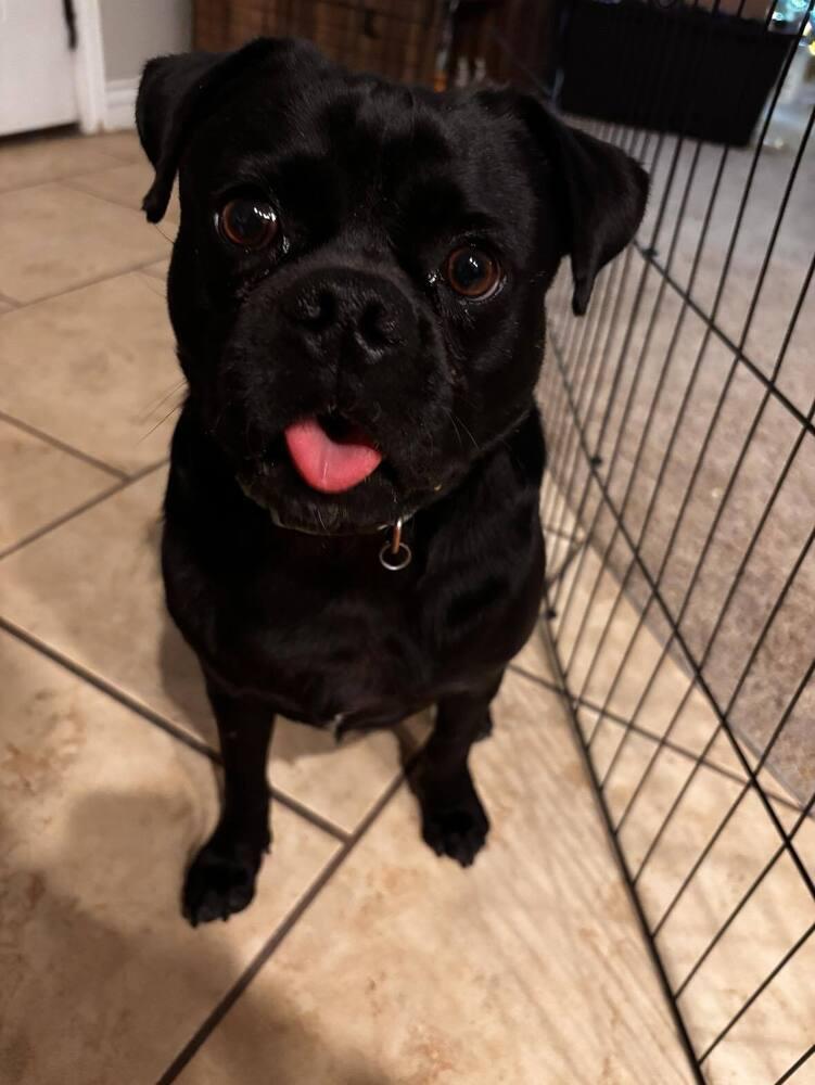 Enlarge Toby, a Adoptable mixed breed in Eagle, ID image 3/5