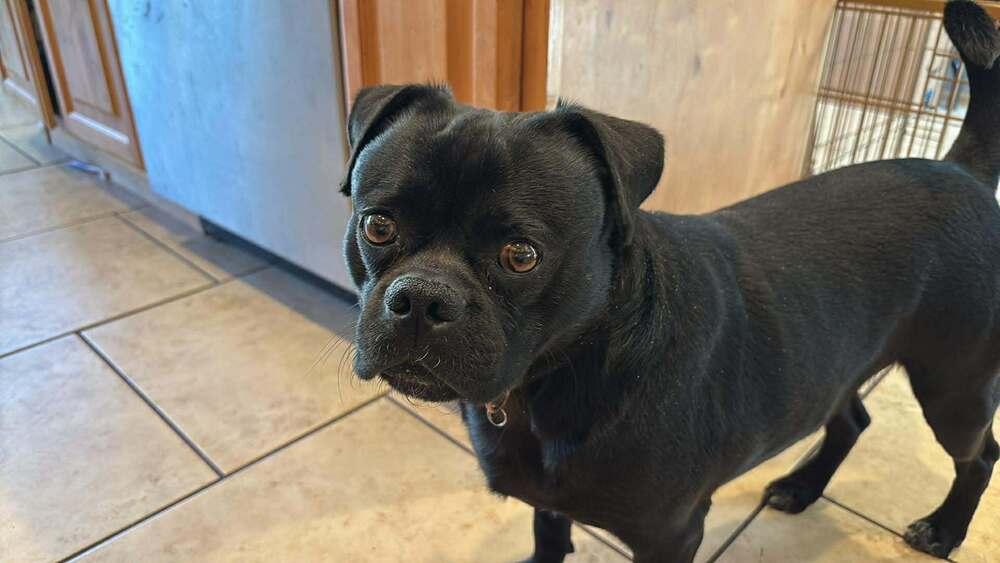 Enlarge Toby, a Adoptable mixed breed in Eagle, ID image 4/5