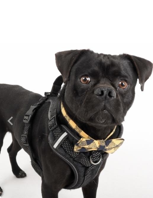 Enlarge Toby, a Adoptable mixed breed in Eagle, ID image 5/5