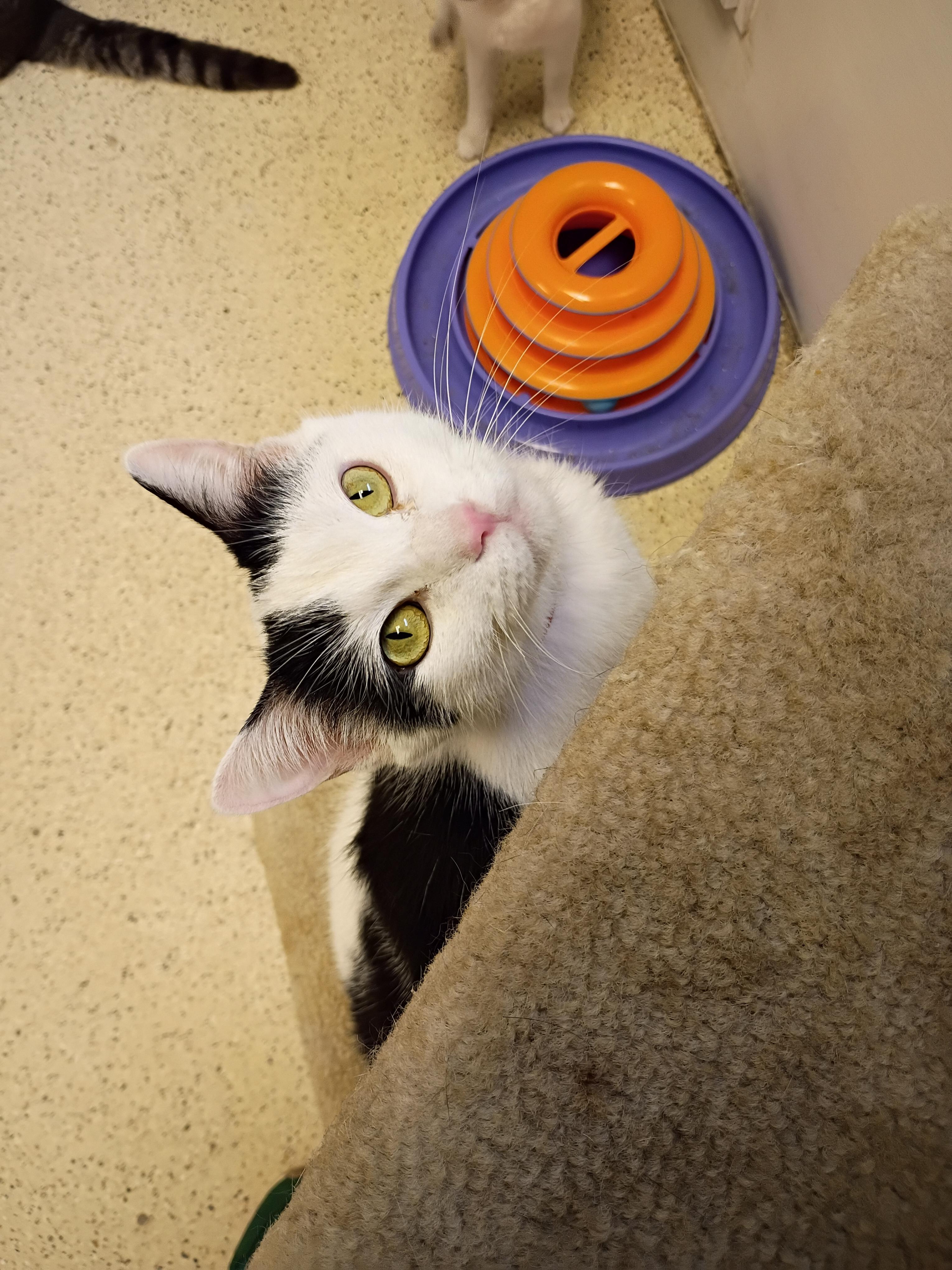 Enlarge Daisy, an adoptable Domestic Short Hair in Muncie, IN image 1/1