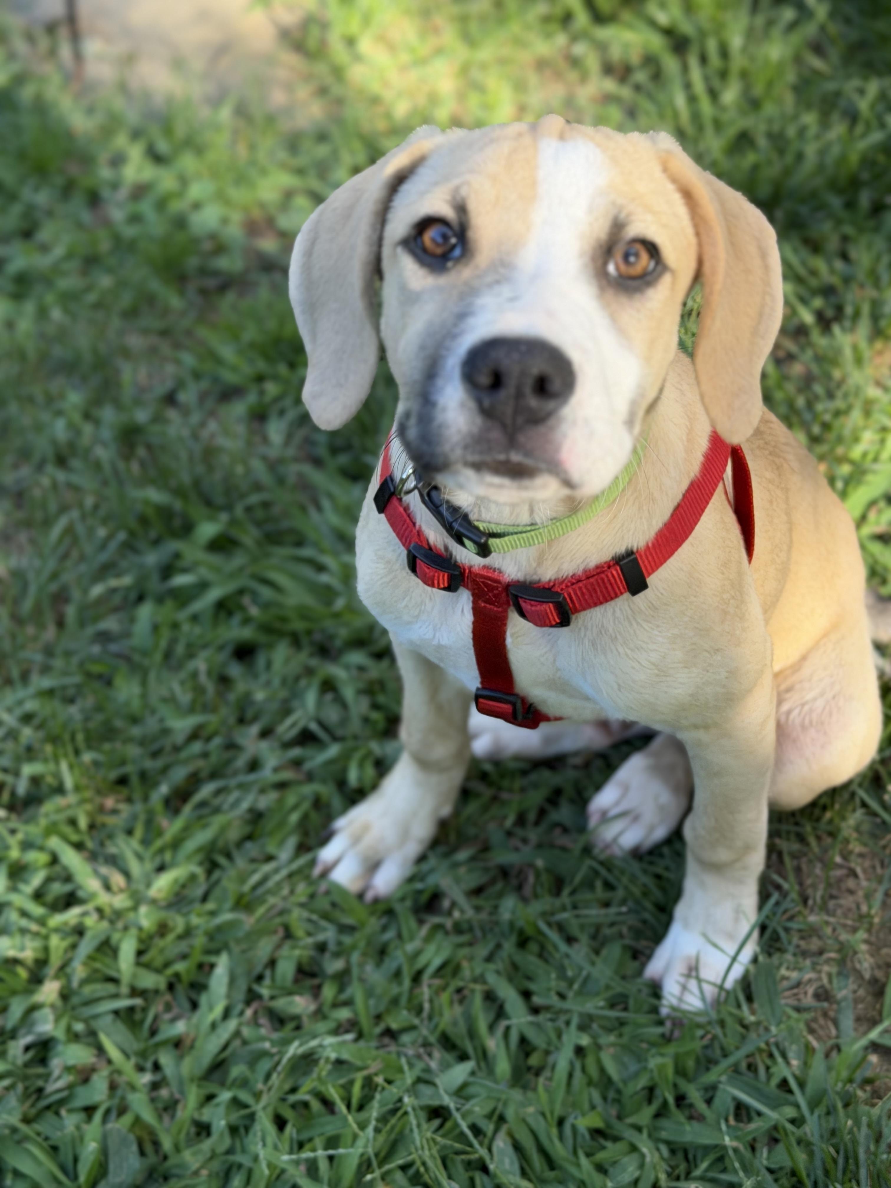 Denny, a ADOPTABLE mixed breed in Oceanport, NJ image 1/2