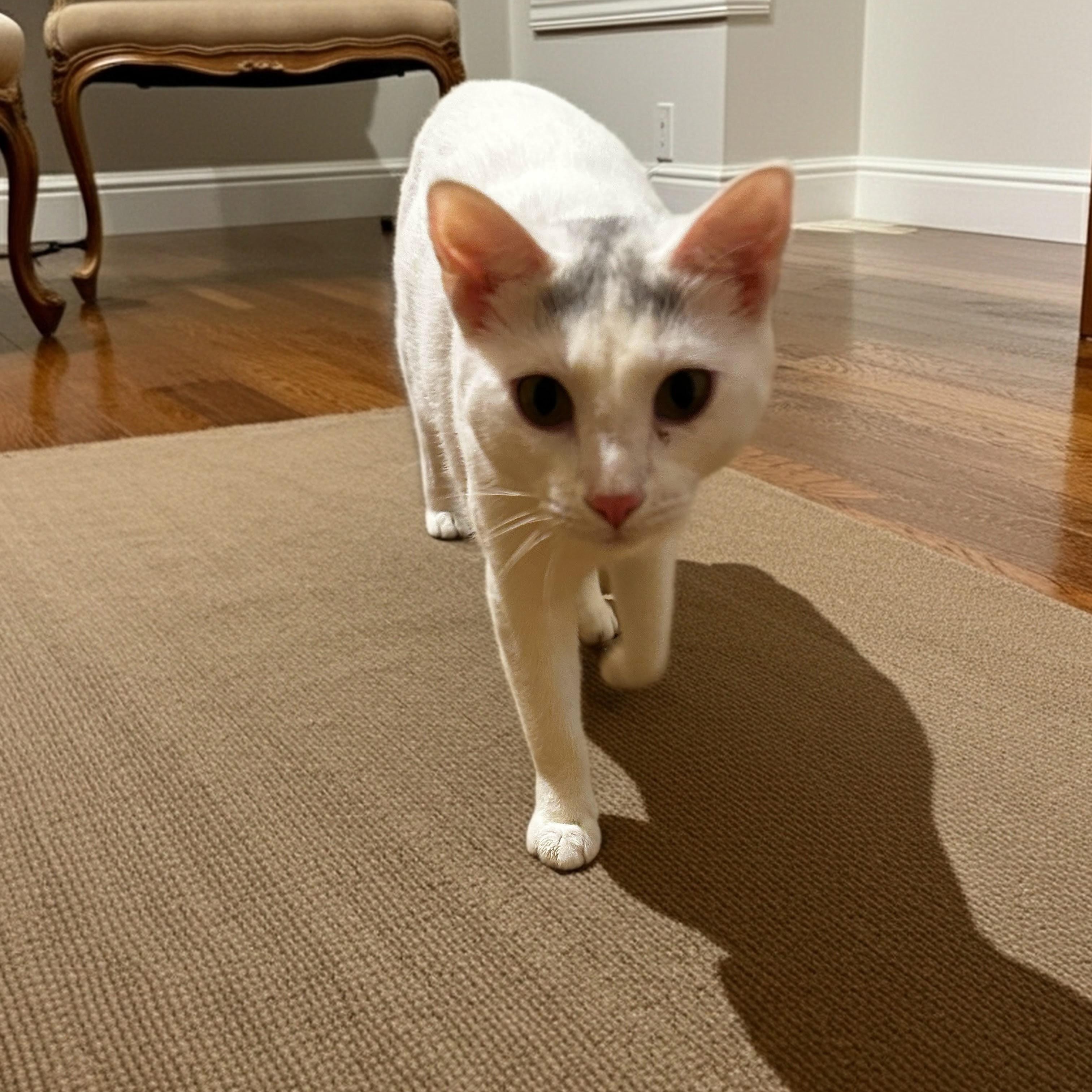 Sapphira, an adoptable Domestic Short Hair in Norwalk, CT image 4/4