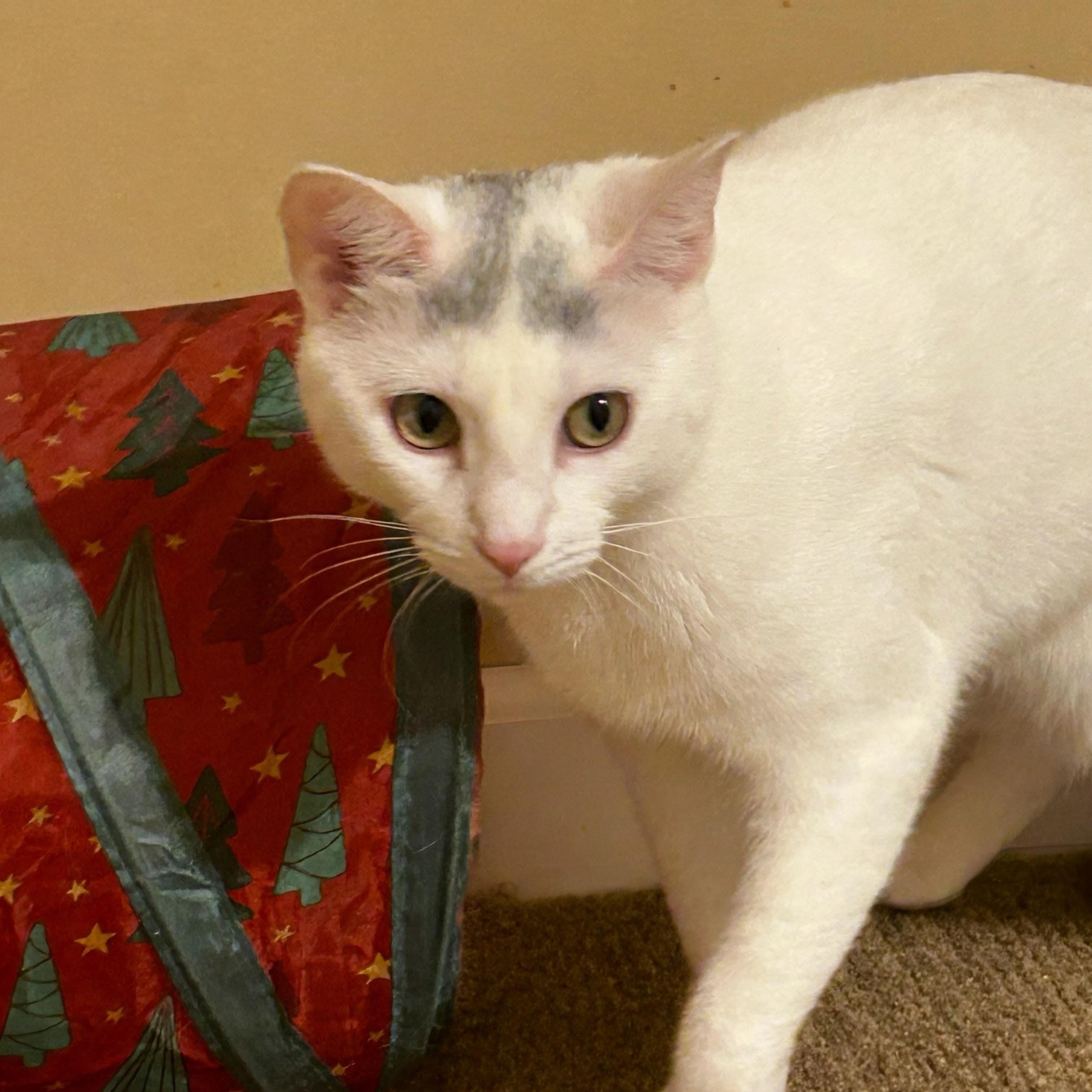 Sapphira, an adoptable Domestic Short Hair in Norwalk, CT image 3/4