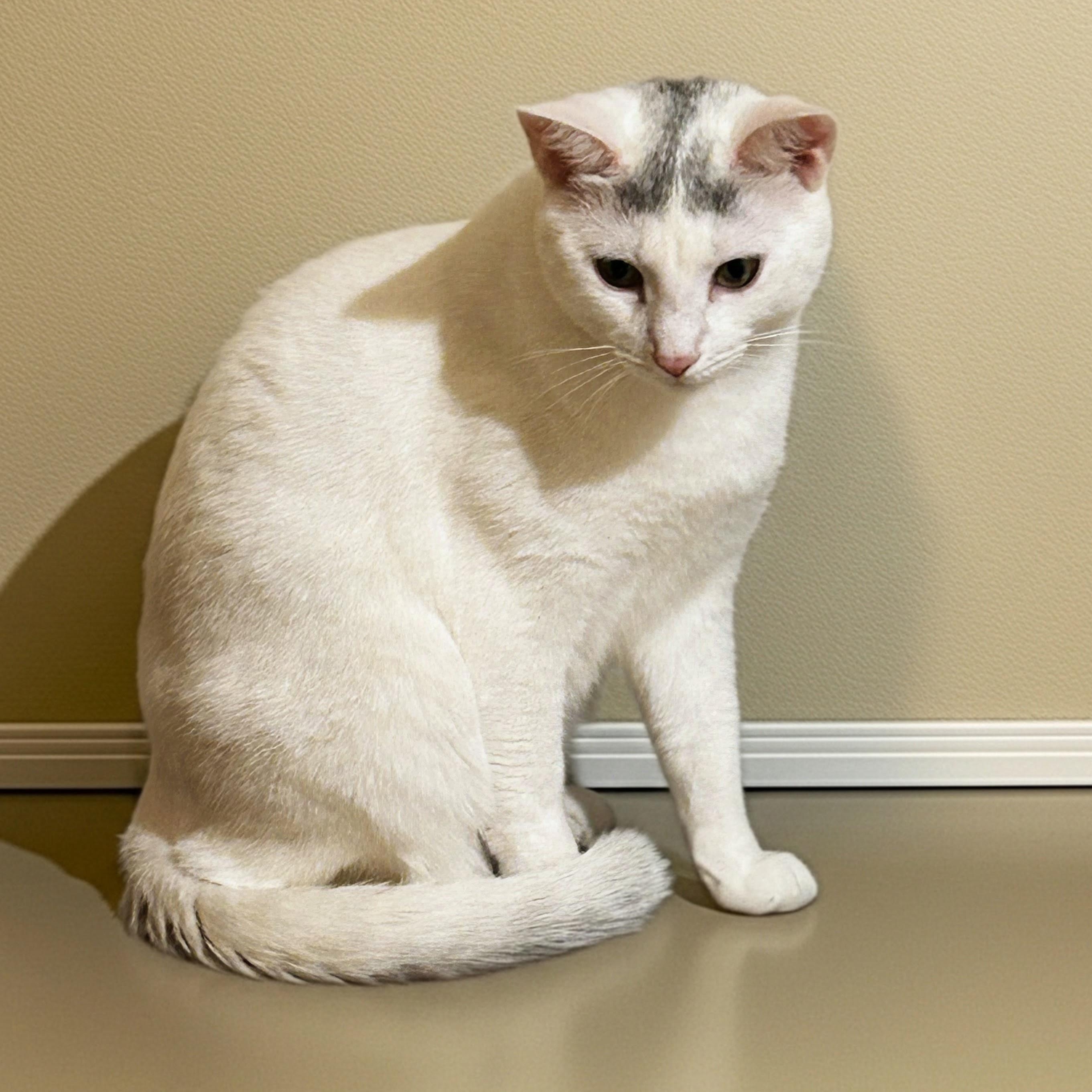 Sapphira, adoptable, Young Female Domestic Short Hair.
