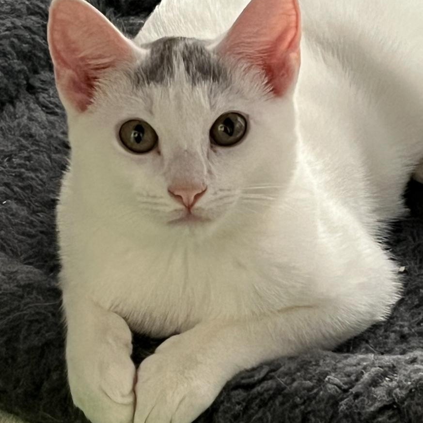 Sapphira, an adoptable Domestic Short Hair in Norwalk, CT image 2/4