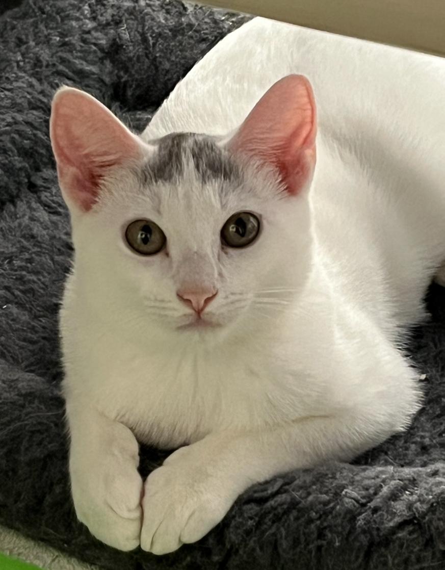 Enlarge Sapphira, a Adoptable Domestic Short Hair in Norwalk, CT image 1/1