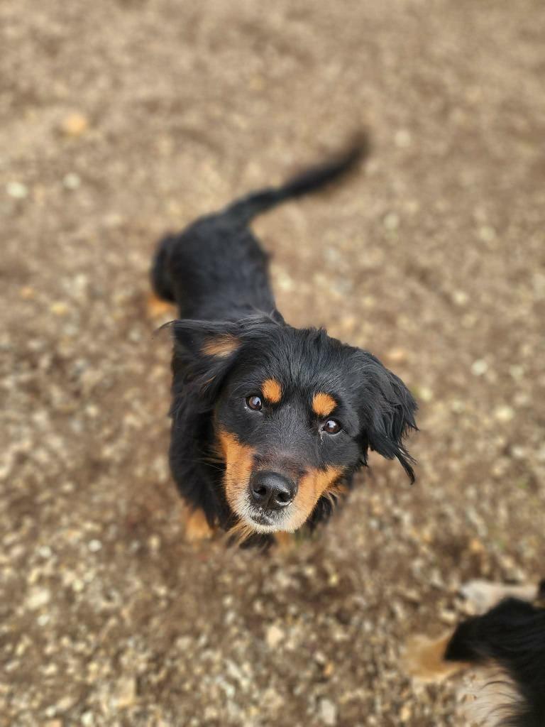 Enlarge Crinkle, a Adoptable Mixed Breed in Crocker, MO image 2/3