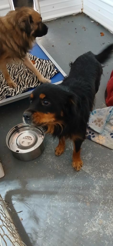 Enlarge Crinkle, a Adoptable Mixed Breed in Crocker, MO image 1/1