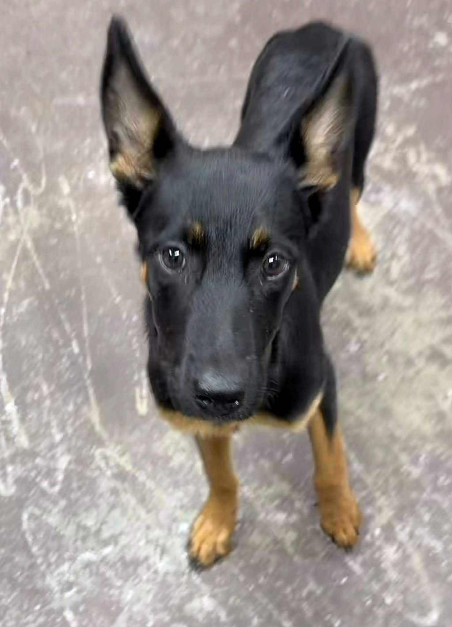 Charlee, Adoptable, Puppy Female German Shepherd Dog.