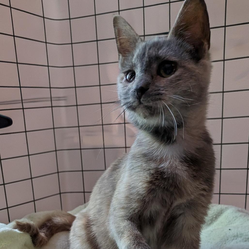Enlarge Eifel, a Adoptable Domestic Short Hair in Winston-Salem, NC image 1/1