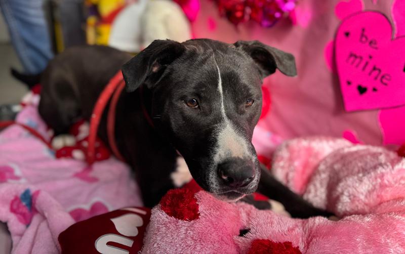 Enlarge Mack, a Adoptable mixed breed in Horseshoe Bend, AR image 4/5