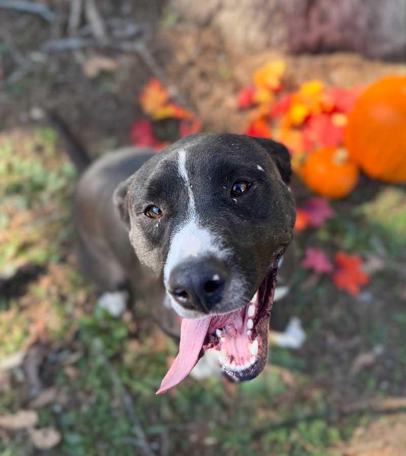 Enlarge Mack, a Adoptable mixed breed in Horseshoe Bend, AR image 2/5