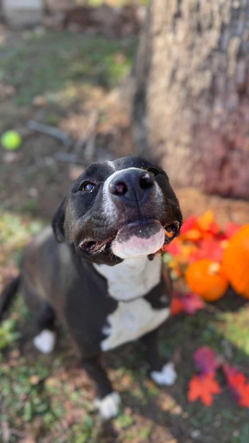 Mack, Adoptable, Young Male Labrador Retriever & Black Labrador Retriever.