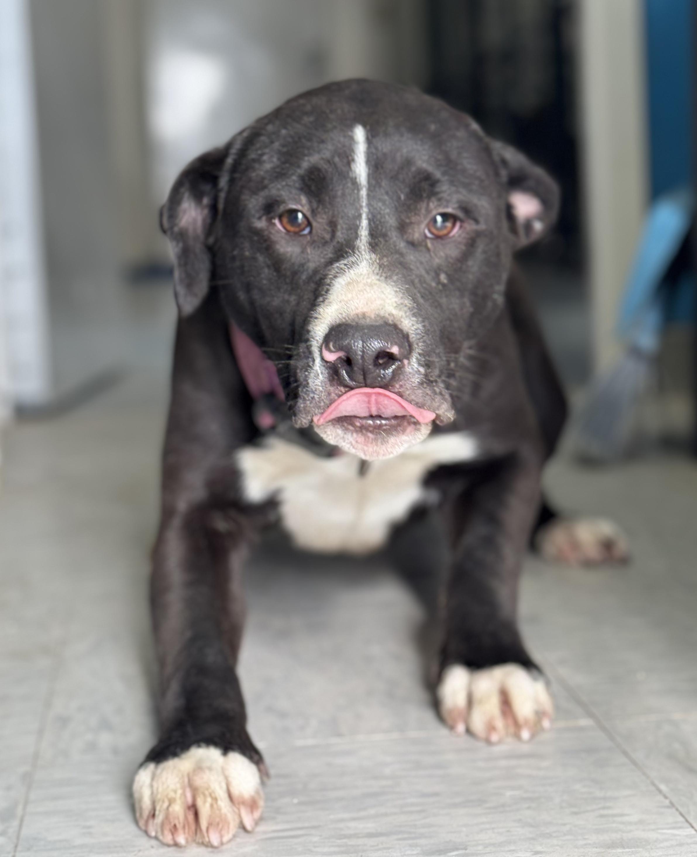 Enlarge Mack, a Adoptable mixed breed in Horseshoe Bend, AR image 5/5