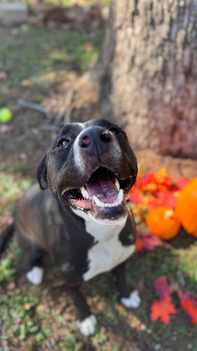 Enlarge Mack, a Adoptable mixed breed in Horseshoe Bend, AR image 3/5