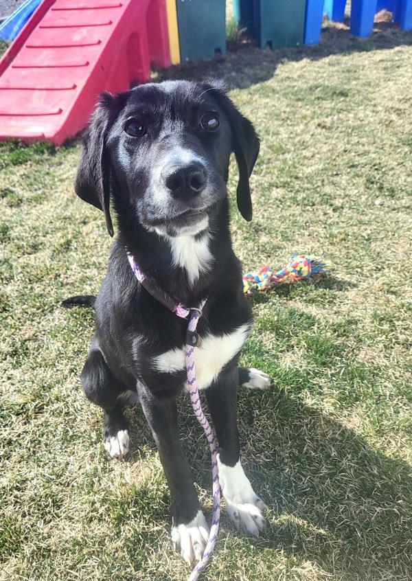 Enlarge Patty, a Adoptable mixed breed in Pocatello, ID image 1/5