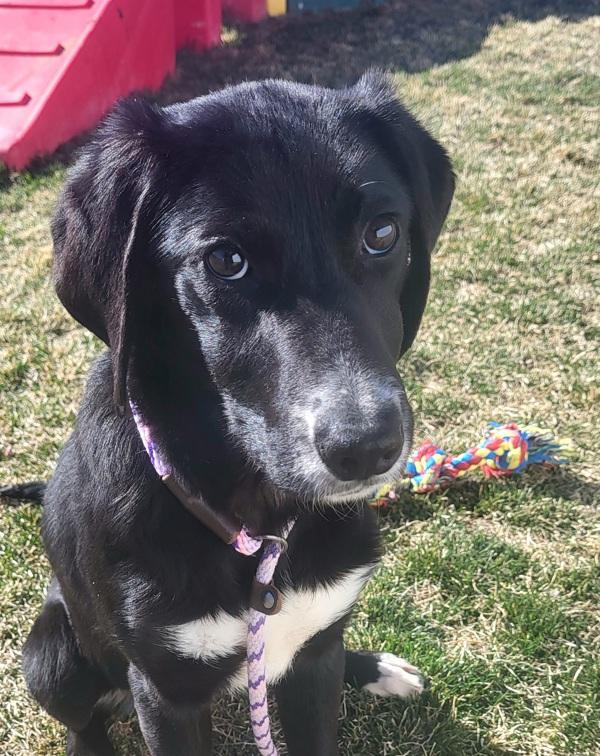 Enlarge Patty, a Adoptable mixed breed in Pocatello, ID image 2/5