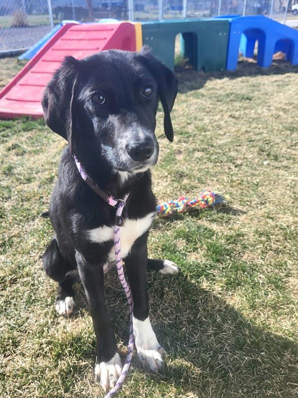 Enlarge Patty, a Adoptable mixed breed in Pocatello, ID image 3/5