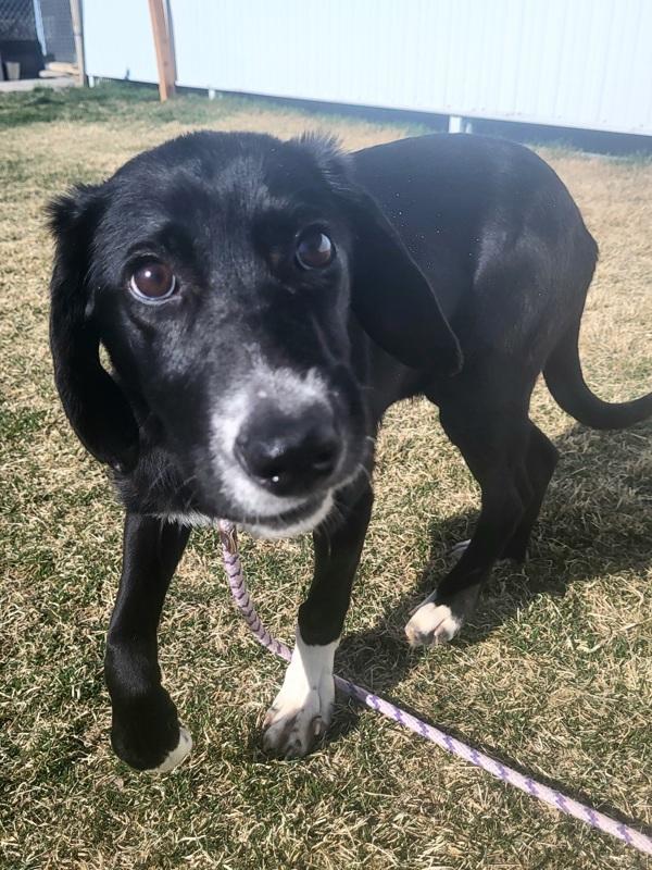 Enlarge Patty, a Adoptable mixed breed in Pocatello, ID image 4/5