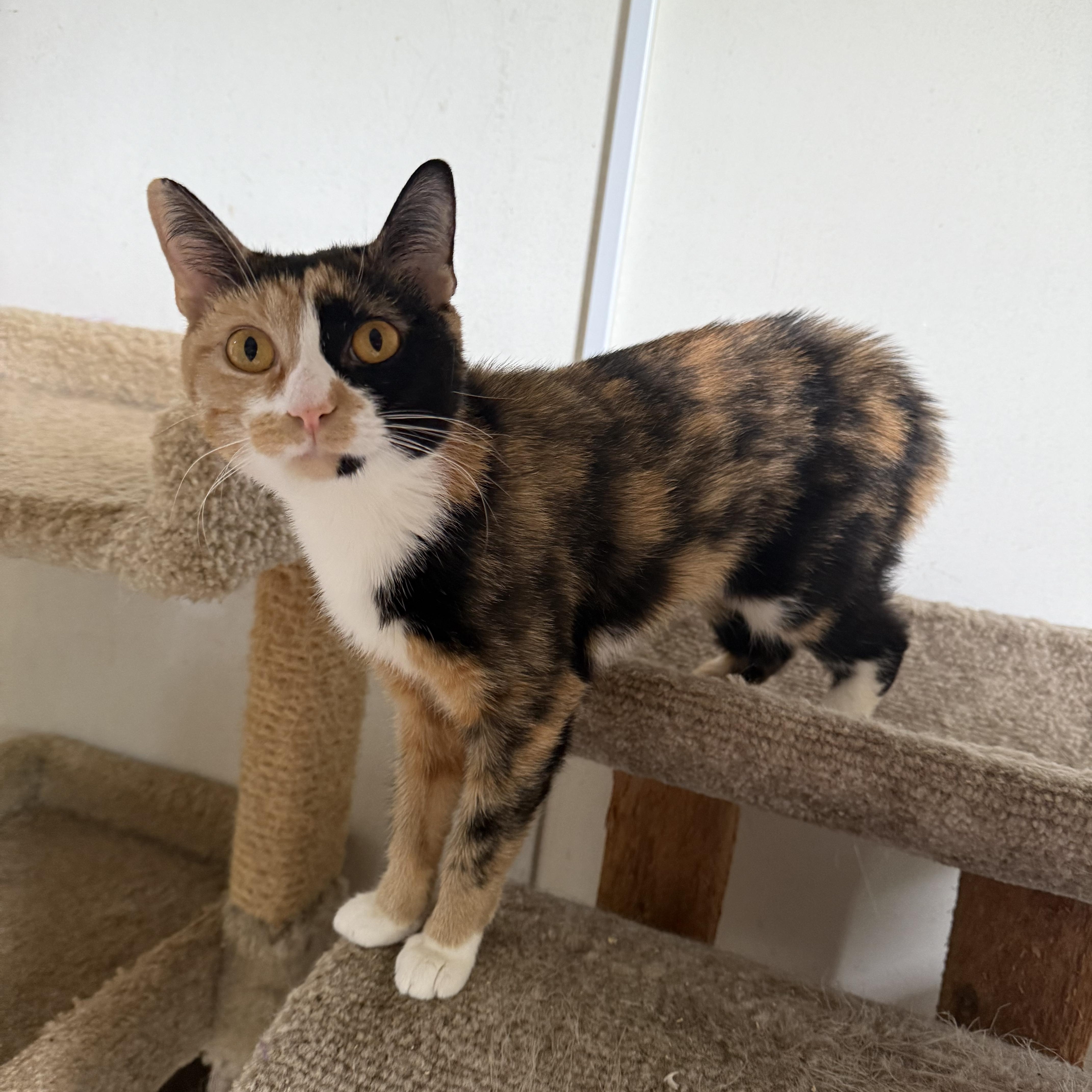 Mama, adoptable, Adult Female Domestic Short Hair.