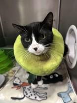 Ernie, Adoptable, Young Female Domestic Short Hair.