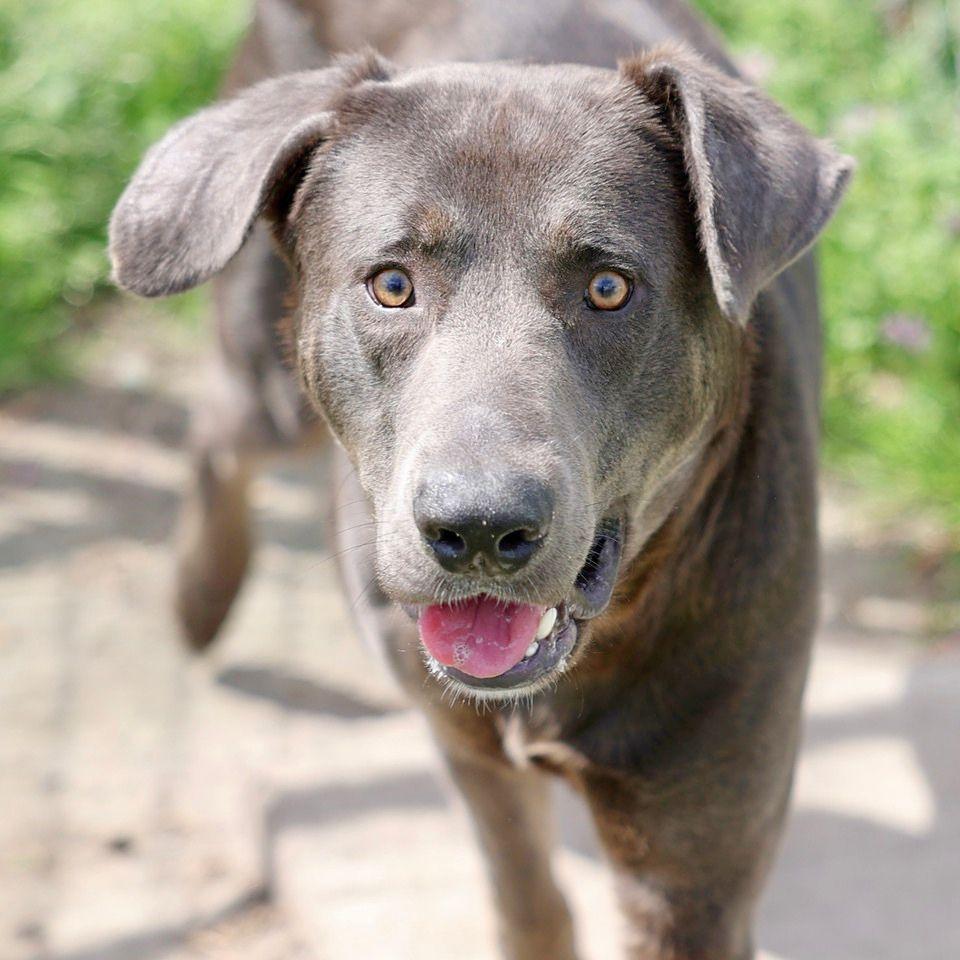 Enlarge Blue, a Adoptable mixed breed in Bolivia, NC image 1/1