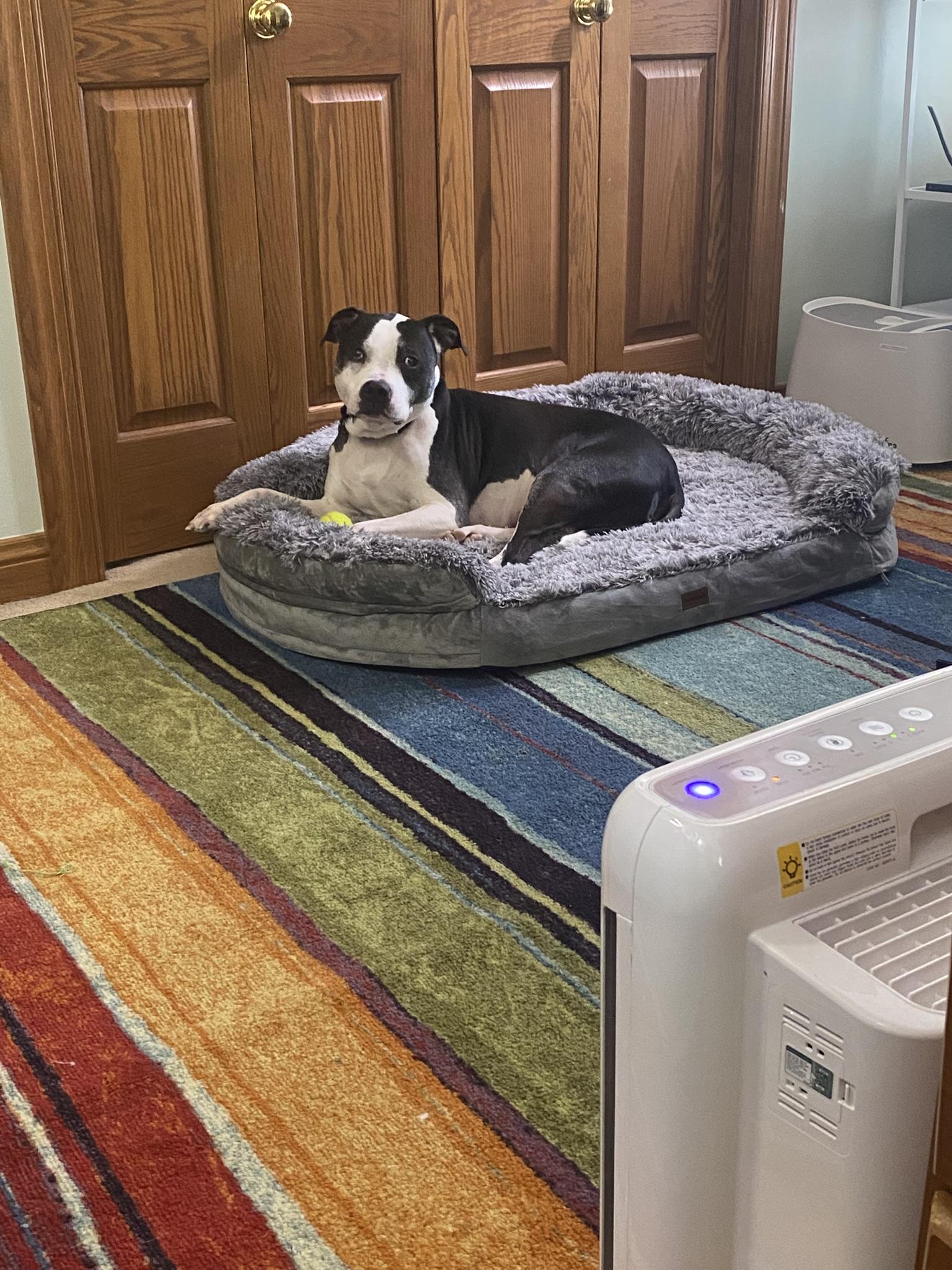 Huey — thumbnail 2