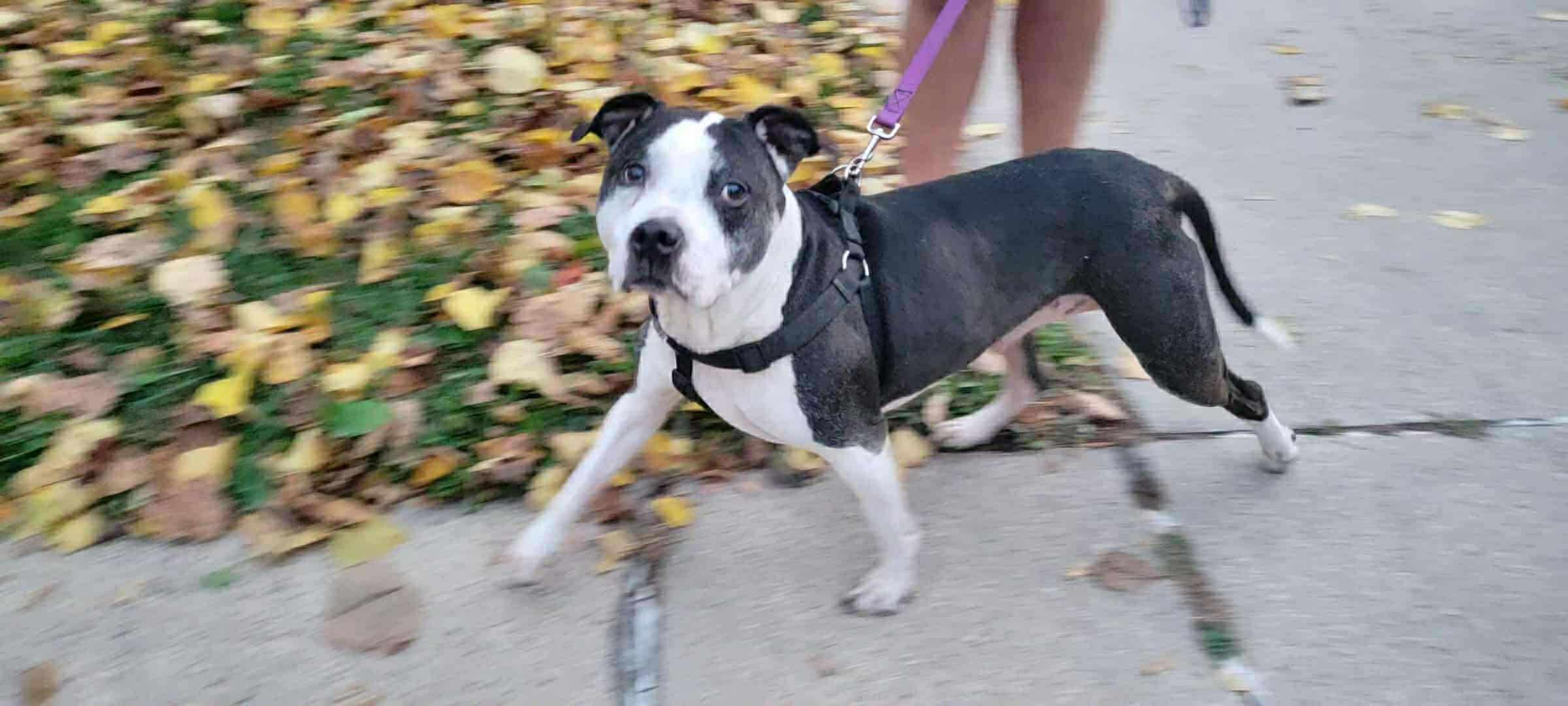Huey, a ADOPTABLE Mixed Breed in Whitewater, WI image 3/5