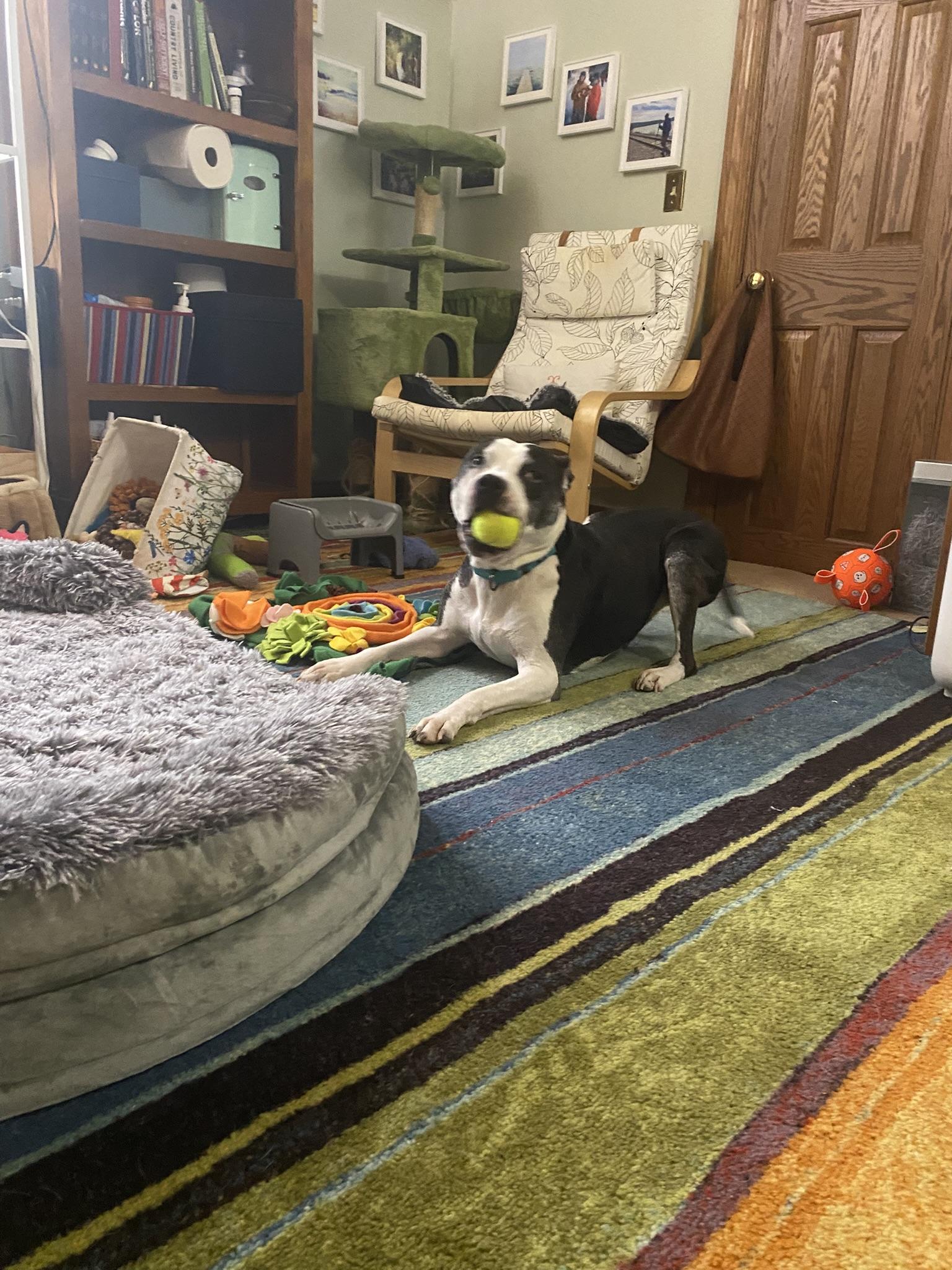 Huey — thumbnail 4