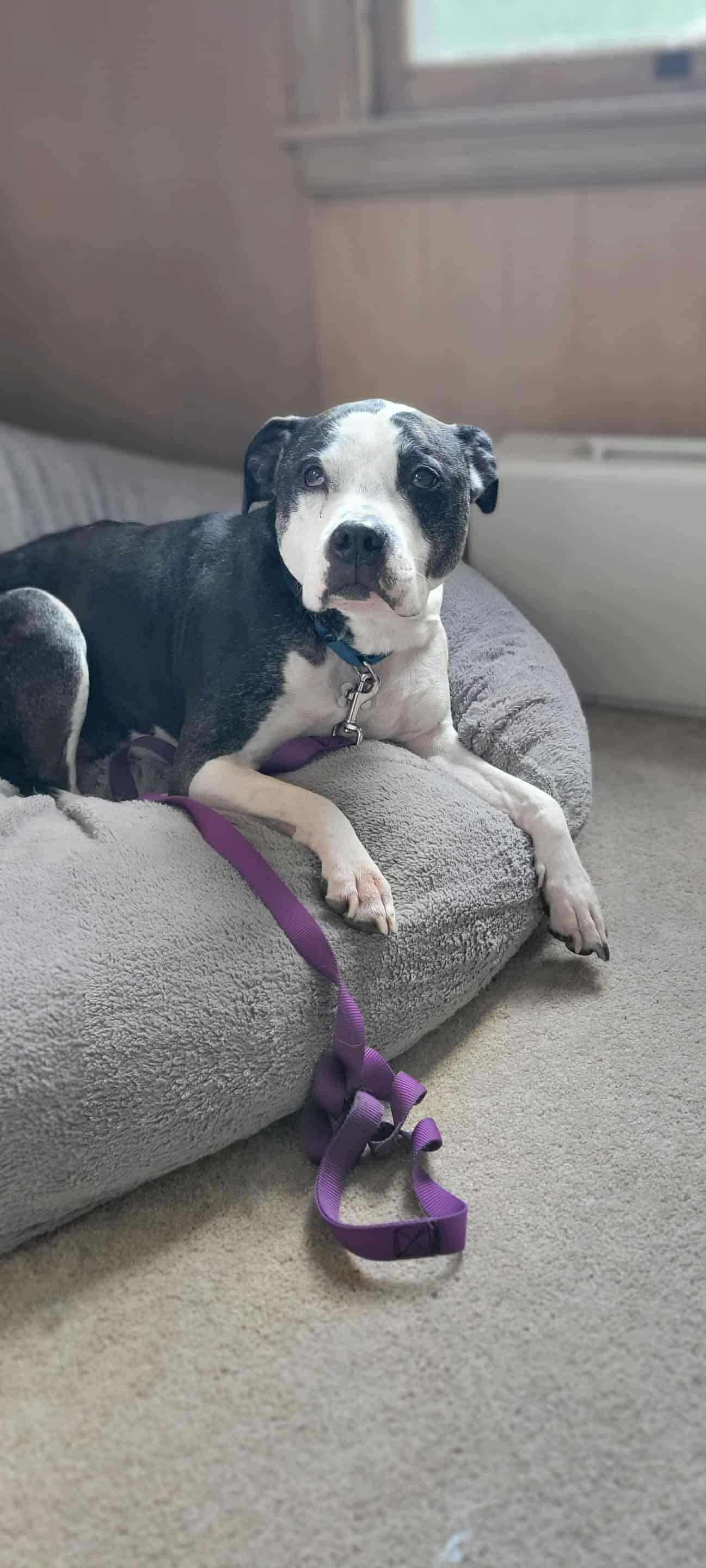 Huey, a ADOPTABLE Mixed Breed in Whitewater, WI image 1/5