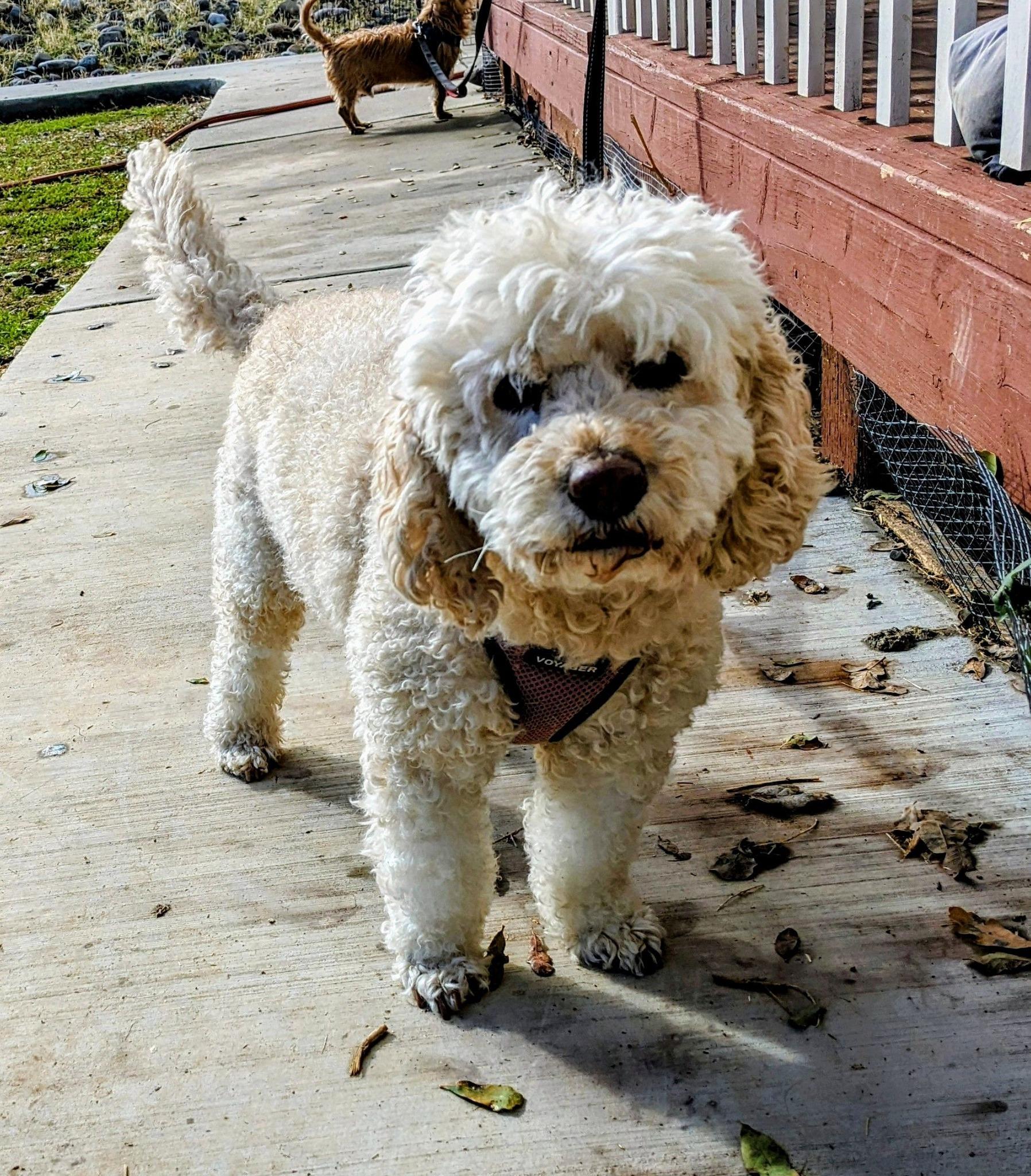 BENSON 1