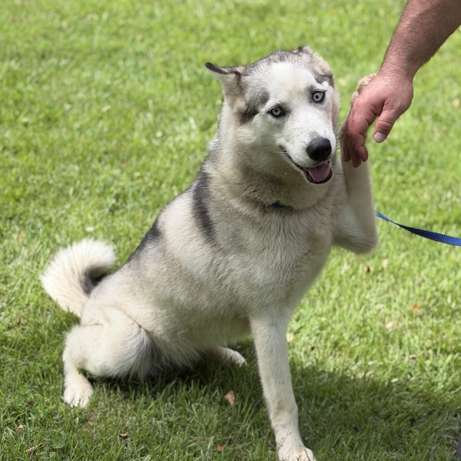 CLAUDIA, Adopted, Adult Female Husky.