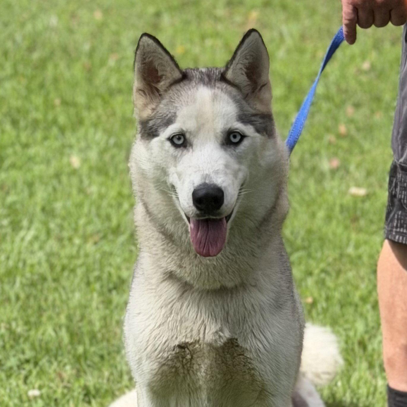 Enlarge CLAUDIA, a Adopted Husky in NEWTOWN, PA image 3/3